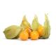 Physalis importado Berrygood 100g - Imagem NovoProjeto-22-.jpg em miniatúra